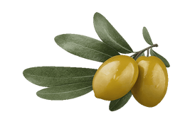 olive_group