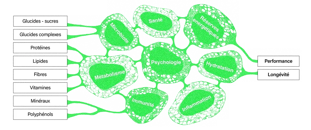 Whole food nutrition model linking carbohydrates, proteins, fats, vitamins, and minerals to metabolism, microbiome, immunity, and performance